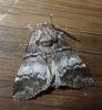 Drymonia querna